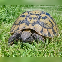 Die Schildkröte war lange vermisst. (Symbolbild) (Foto: Patrick Pleul/dpa-Zentralbild/ZB)