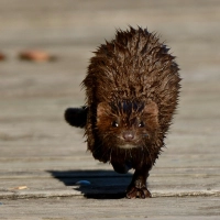 Minks wurden nach Europa importiert, um Pelze zu gewinnen. Auch im Landkreis Ansbach sind jetzt Tiere unterwegs. (Foto: Unsplash/Alex Makarow)