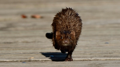 Minks wurden nach Europa importiert, um Pelze zu gewinnen. Auch im Landkreis Ansbach sind jetzt Tiere unterwegs. (Foto: Unsplash/Alex Makarow)