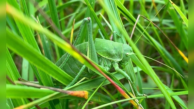 Dieses vom Landratsamt (LRA) Donau-Ries zur Verfügung gestellte Foto zeigt eine sehr seltene Wanstschrecke (Polysarcus denticauda) im Gras. (Handout) (Foto: Fabian Fürbaß/LRA Donau-Ries/dpa)