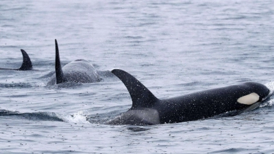 Vor der Küste Portugals häufen sich die gefährlichen Interaktionen. (Archivfoto) (Foto: -/Kyodo/dpa)