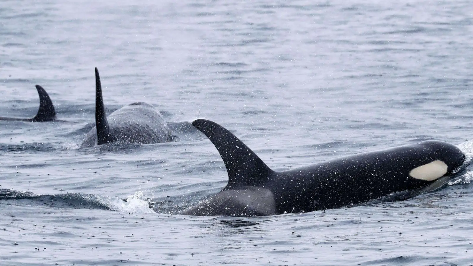 Vor der Küste Portugals häufen sich die gefährlichen Interaktionen. (Archivfoto) (Foto: -/Kyodo/dpa)