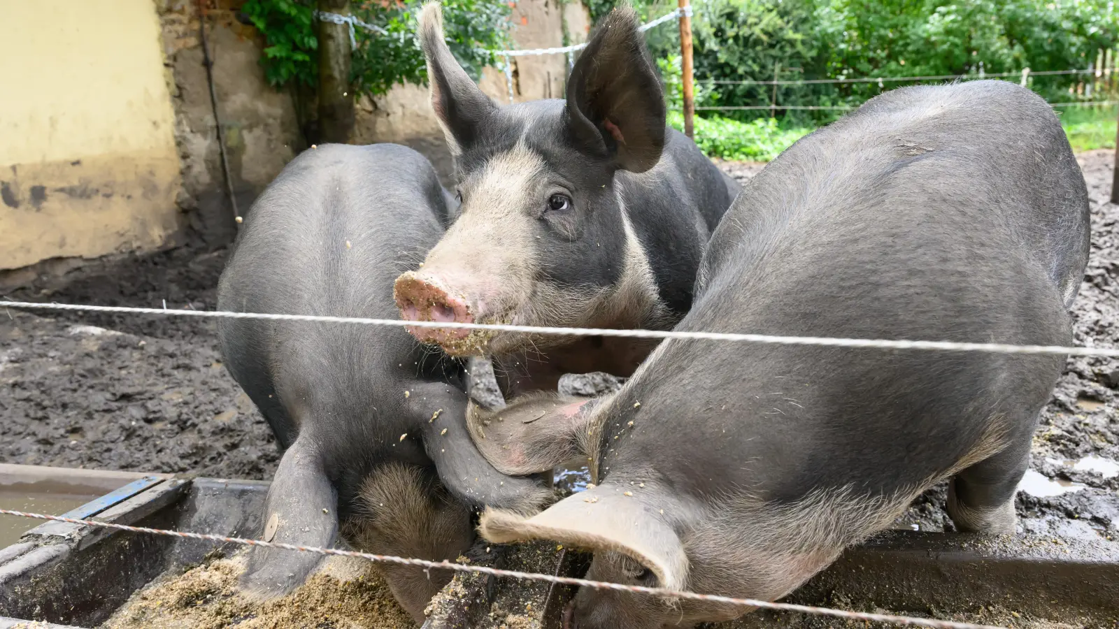 Die drei Duroc-Schweine Lina, Frederick und Tinkia werden von der Kirchengemeinde gemästet. Ihr Fleisch soll am Schlachtschüssel-Fest verlost werden. (Foto: Timm Schamberger)