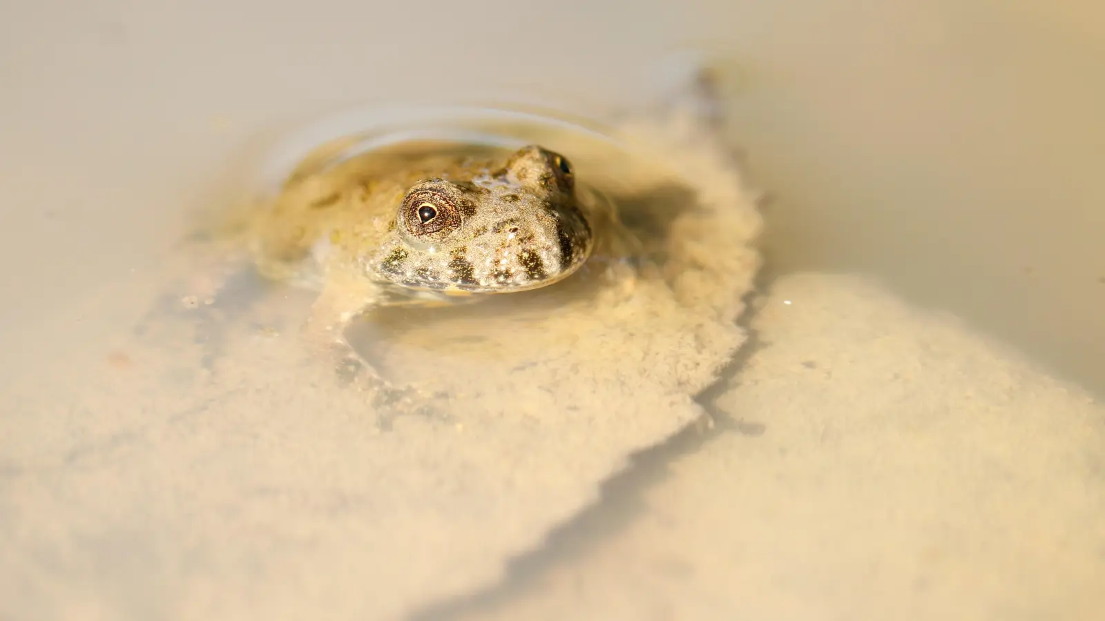 Eine junge Gelbbauchunke. Man sieht deutlich die herzförmigen Pupillen. (Foto: Naturpark Steigerwald/Paul Malec)