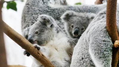 Der Duisburger Zoo ist europaweit Spezialist für die aufwendige Zucht und Zoo-Haltung der Koalas. (Archivbild) (Foto: Roland Weihrauch/dpa)