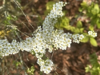 Blütenreiche Details im Frühling - gesehen bei Steinsfeld (Foto: Karl-Heinz Mayerhofer)