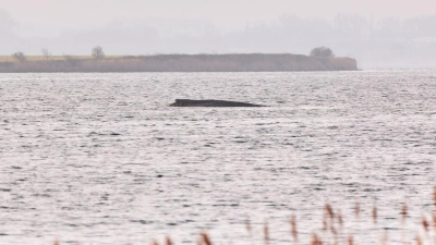 Der Wal liegt auf einer Sandbank vor der Insel Poel. (Foto: Marcus Golejewski/dpa)