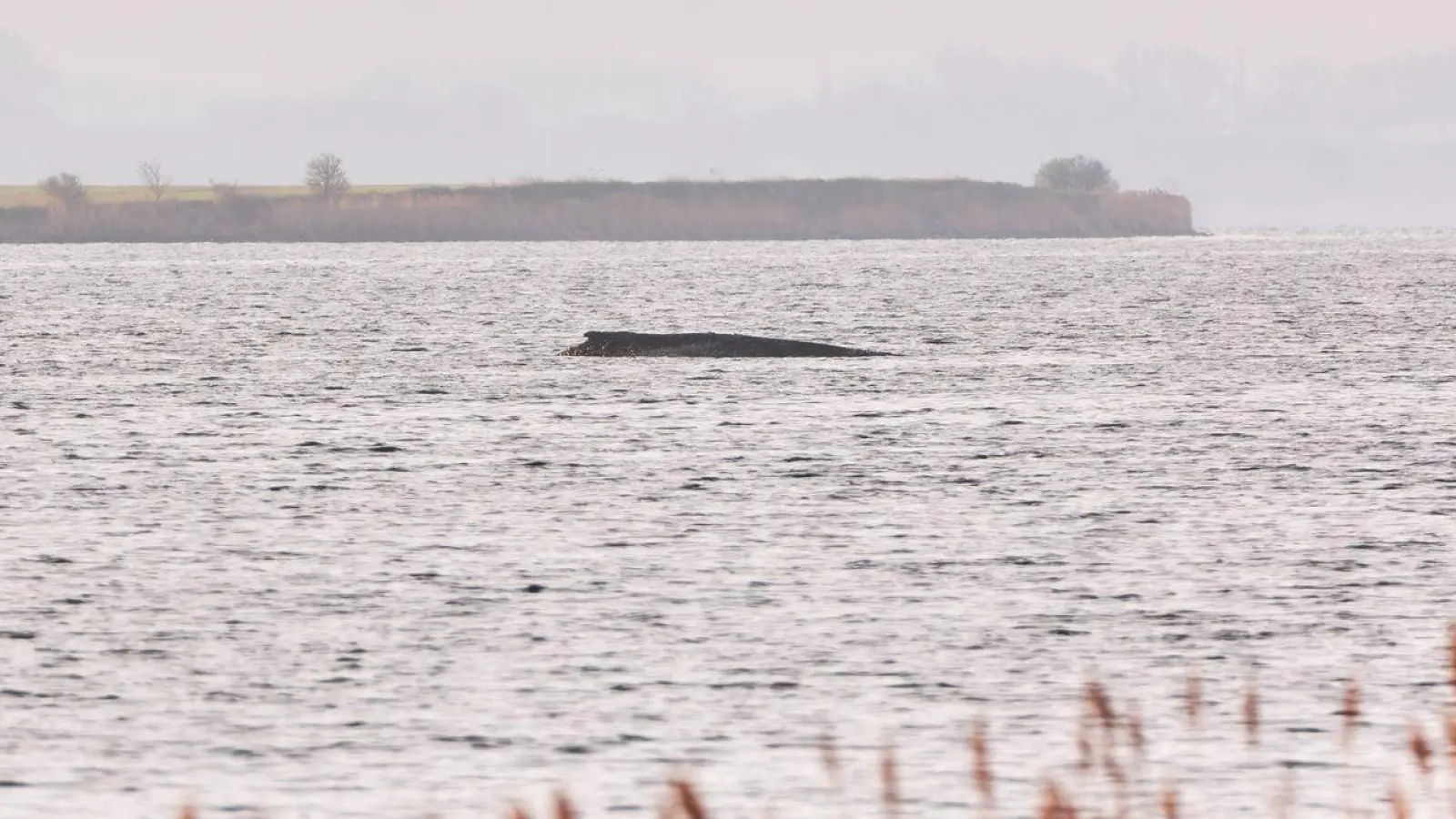 Der Wal liegt auf einer Sandbank vor der Insel Poel. (Foto: Marcus Golejewski/dpa)