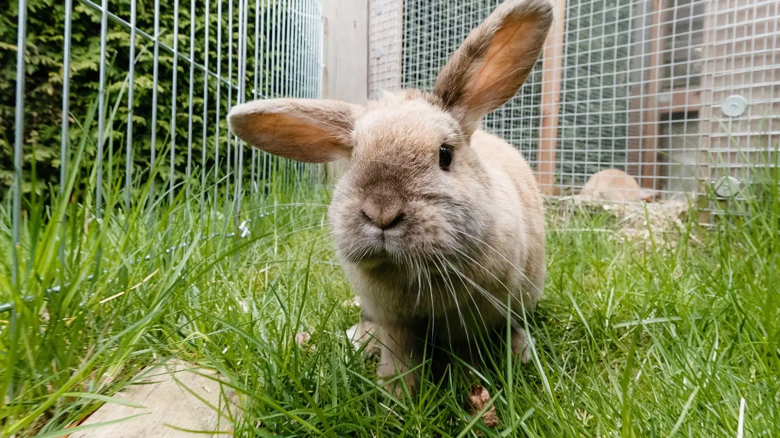 Frühlingsfreude im Freigehege: Kaninchen dürfen wieder raus, sobald es frostfrei ist. (Foto: Markus Scholz/dpa-tmn)