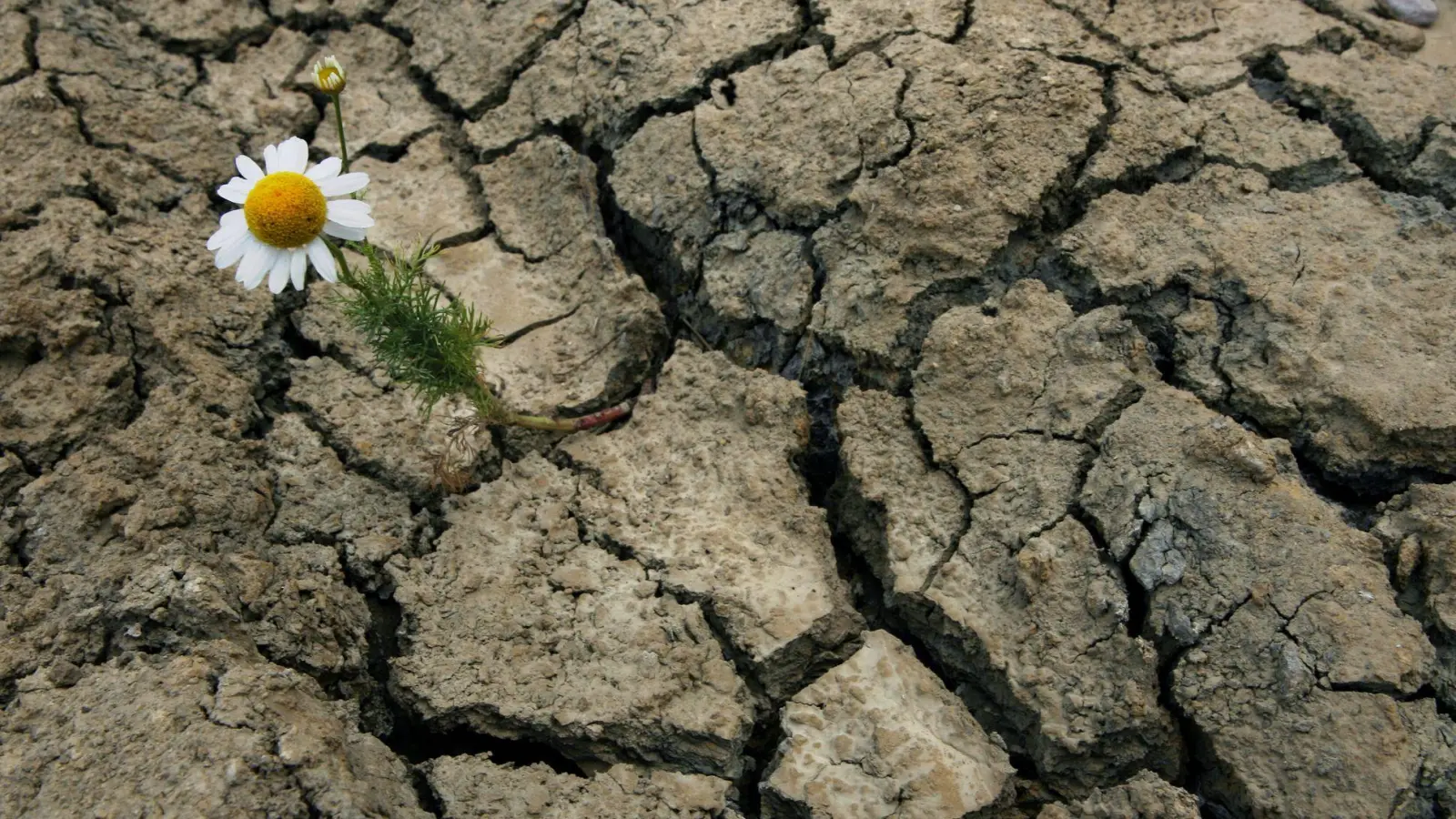 Wenn der Boden durstig wird: Risse zeigen, wie stark anhaltende Trockenheit dem Boden zusetzen kann. (Foto: Martin Schutt/dpa/dpa-tmn)