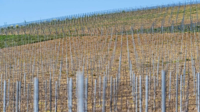 Die gesamte Rebfläche in Deutschland wird kleiner. (Symbolbild) (Foto: Andreas Arnold/dpa)