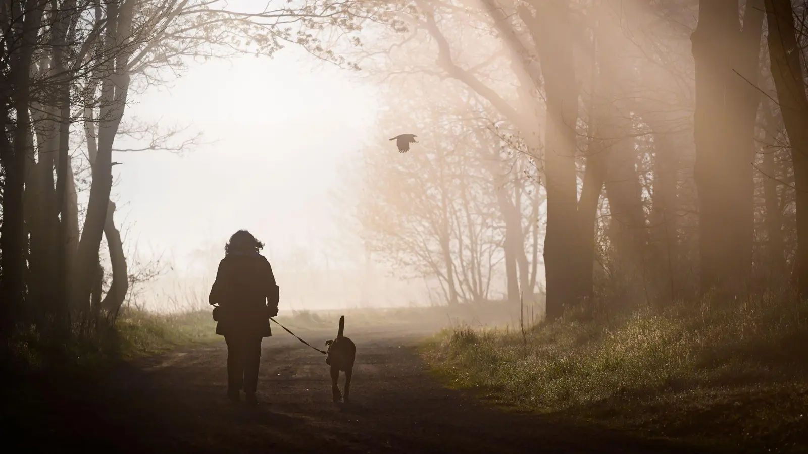 Hunde müssen künftig registriert und gechippt sein. Privatleute haben aber einige Jahre Zeit dafür. (Symbolbild) (Foto: Patrick Pleul/dpa)