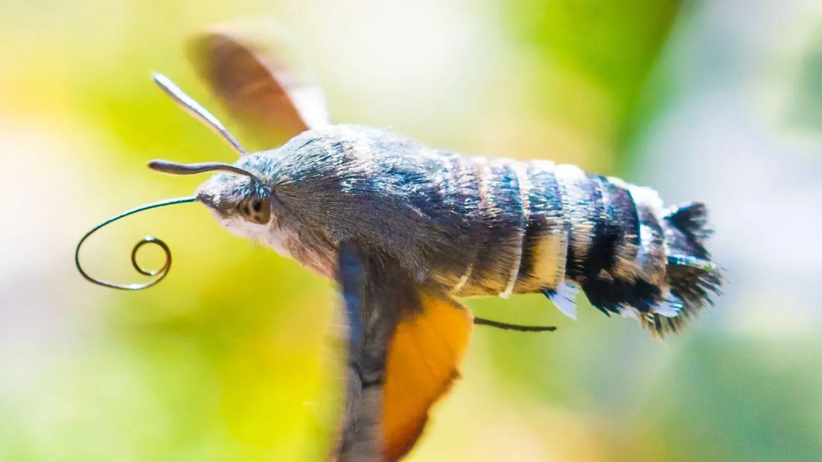 Viele der gen Süden ziehenden Insekten sind bekannte Gartenbewohner - so auch das Taubenschwänzchen. (Foto: Will Hawkes/University of Exeter/dpa)