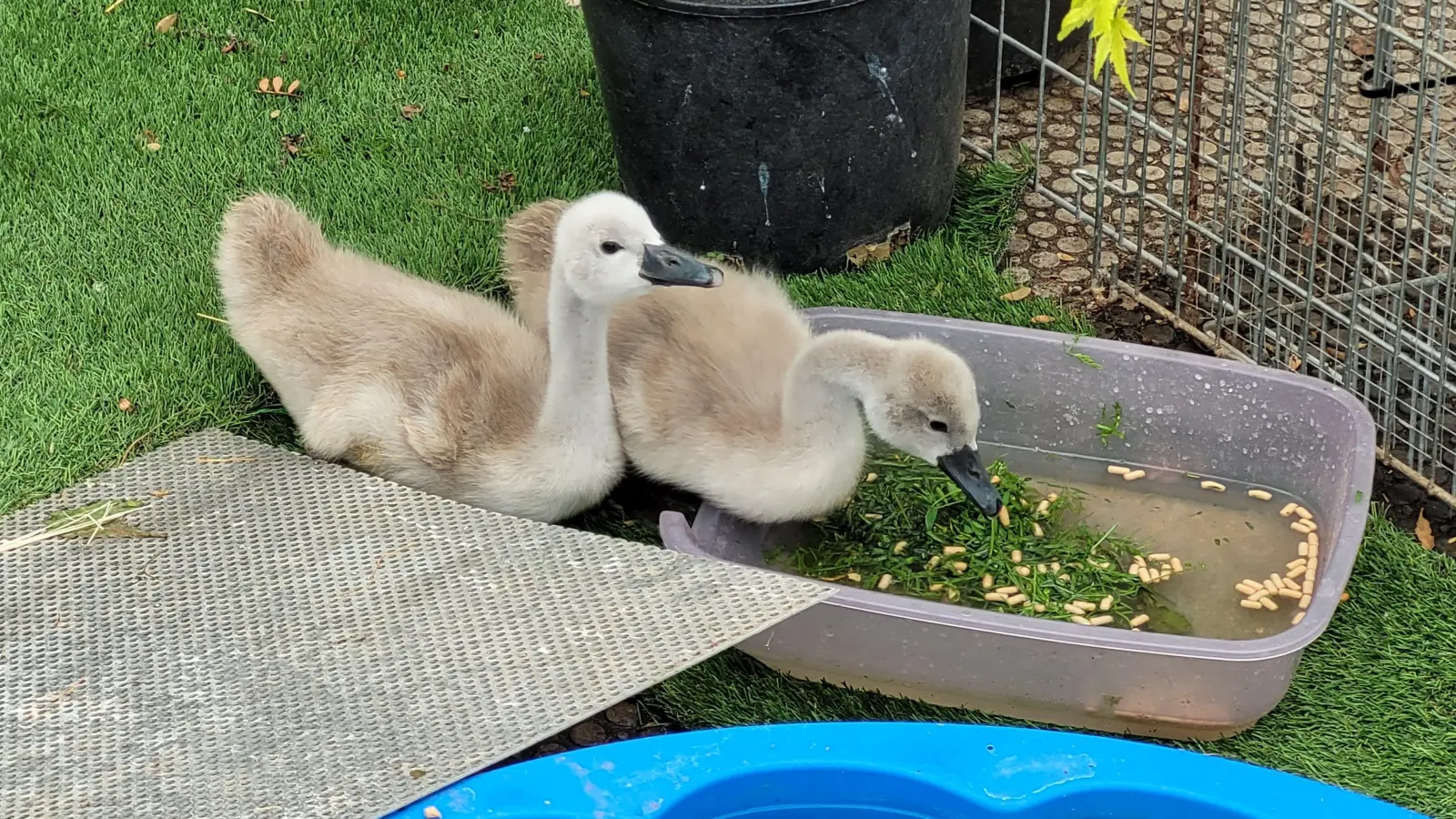 Zwischen den Ruhephasen geht’s für die Schwanen-Küken zum Fressen und Trinken. Sie sind fit und gesund. (Foto: Nina Daebel)