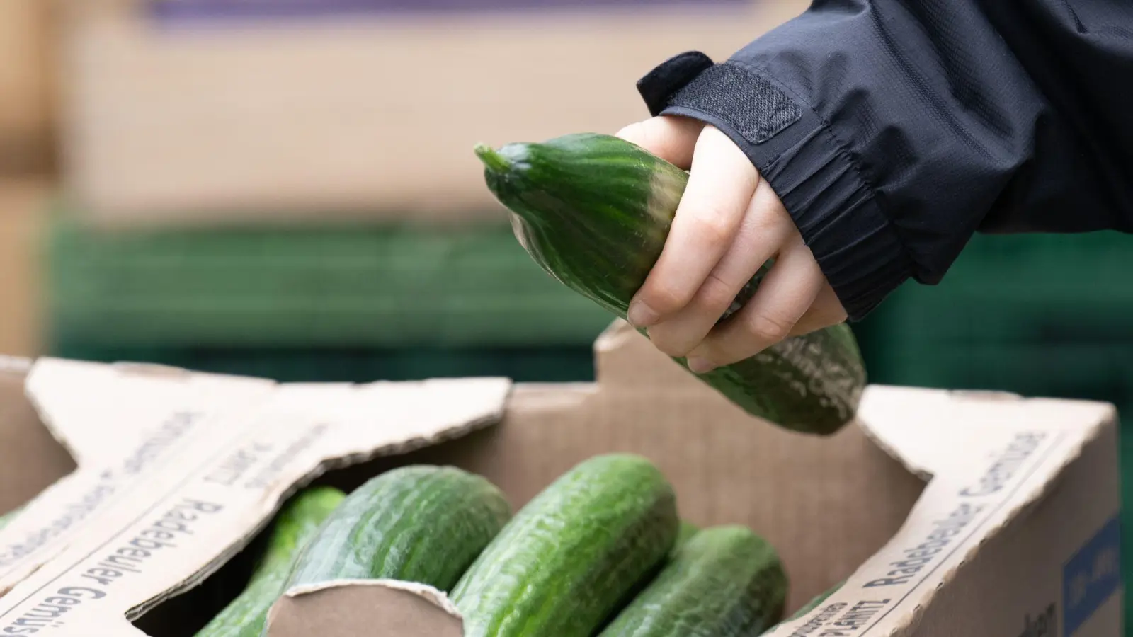 Salatgurken gehören zu den beliebtesten Gemüsesorten in Deutschland. (Symbolbild) (Foto: Sebastian Kahnert/dpa)