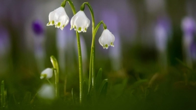 Die Temperaturen bleiben mild.  (Foto: Thomas Warnack/dpa)