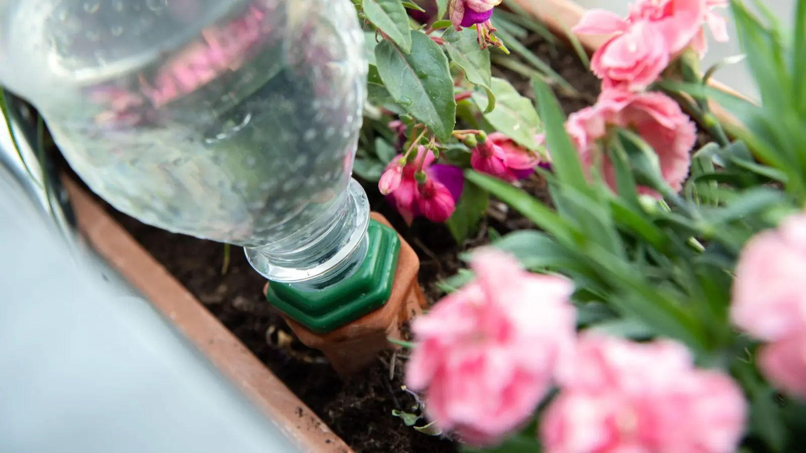 Eine Flasche Wasser gegen das Verdursten: Balkonpflanzen lassen sich in der Urlaubszeit auch mit Selbstbau-Lösungen bewässern. (Foto: Andrea Warnecke/dpa-tmn)