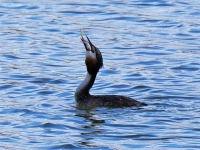 Haubentaucher erfolgreich beim Fischen - gesehen am Lindleinsee (Foto: Erika Brown)