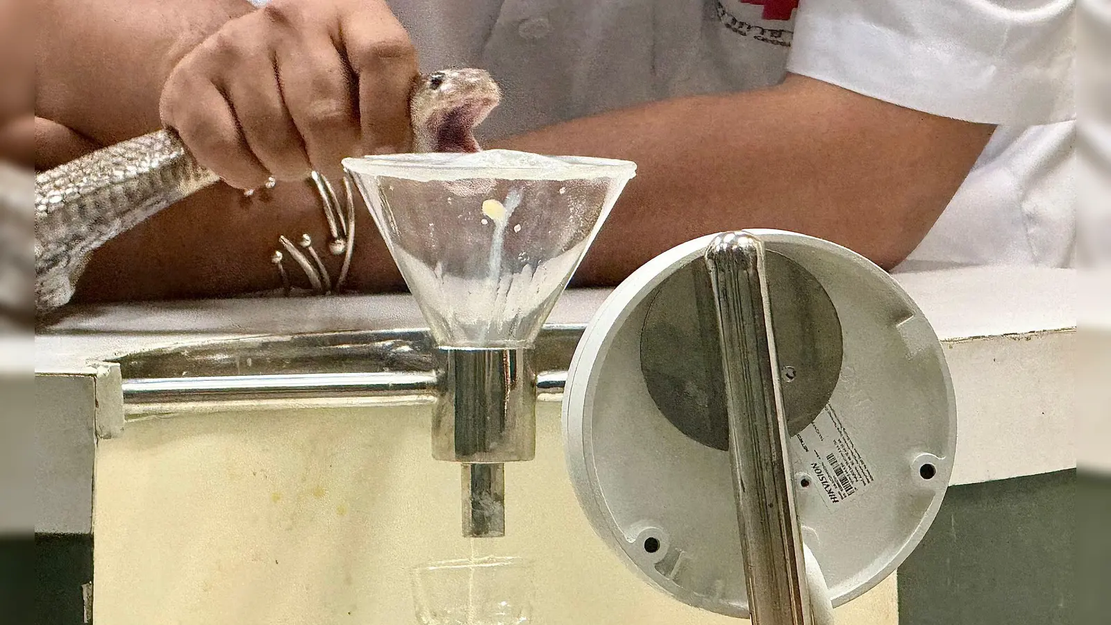 In der Schlangenfarm in Bangkok können Besucher beobachten, wie Schlangen gemolken werden. (Foto: Carola Frentzen/dpa)