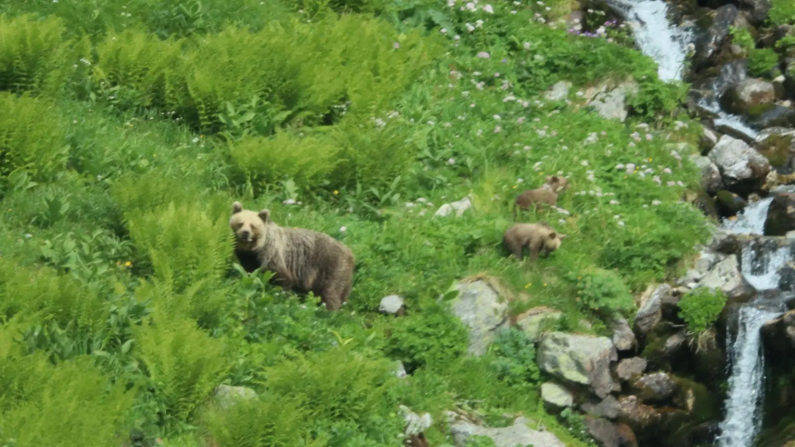Eine Bärin geht mit ihrem Nachwuchs durch ein Tal in der Westtatra in der Slowakei. Nach offiziellen Zählungen gibt es in der Slowakei rund 1.200 freilebende Bären. (Archivbild) (Foto: Erik Äevëìk/tasr/dpa)
