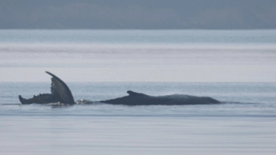 Der Buckelwal vor der Insel Poel schlägt mit seiner Schwanzflosse.  (Foto: Jens Büttner/dpa)