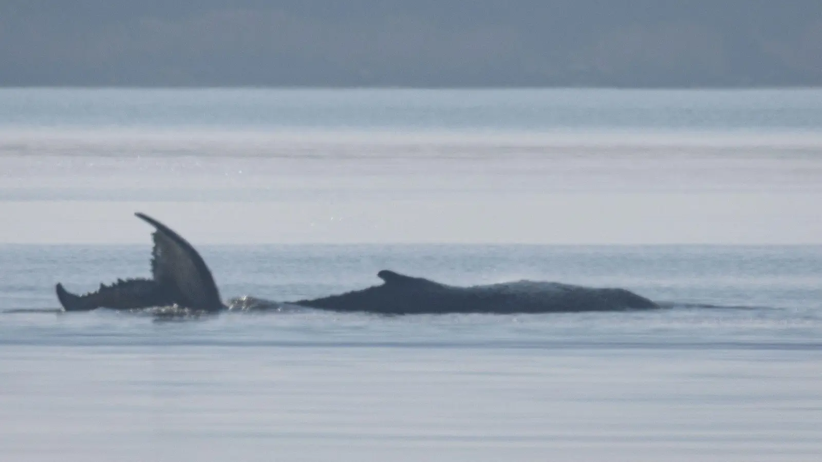 Der Buckelwal vor der Insel Poel schlägt mit seiner Schwanzflosse.  (Foto: Jens Büttner/dpa)