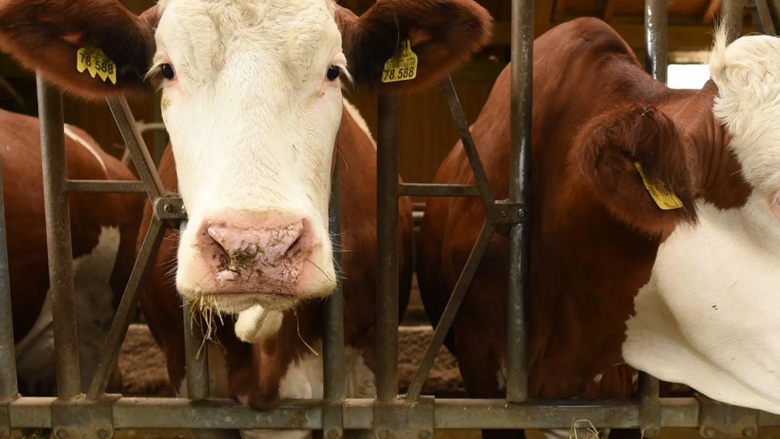 Der Besitzer bringt die Kuh schließlich in ihren Stall zurück. (Symbolbild) (Foto: Angelika Warmuth/dpa)