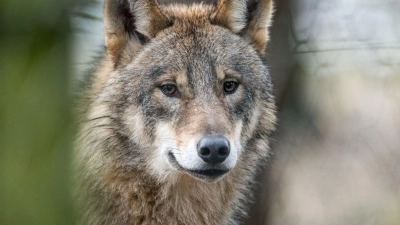 Die einen sehen in Wölfen eine Gefahr für Leib und Leben von Mensch und Tier, andere freuen sich über die Rückkehr der einst ausgerotteten Tierart auch nach Bayern. (Symbolbild) (Foto: Bernd Thissen/dpa)