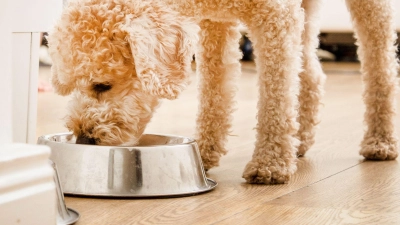 Die Stiftung Warentest hat 24 Trockenfutter für Hunde getestet. (Foto: Christin Klose/dpa-tmn)