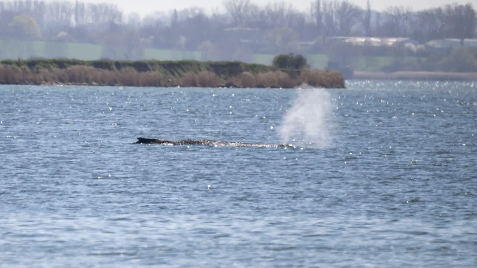 Der Buckelwal stößt noch immer Atemluft aus. (Foto: Philip Dulian/dpa)