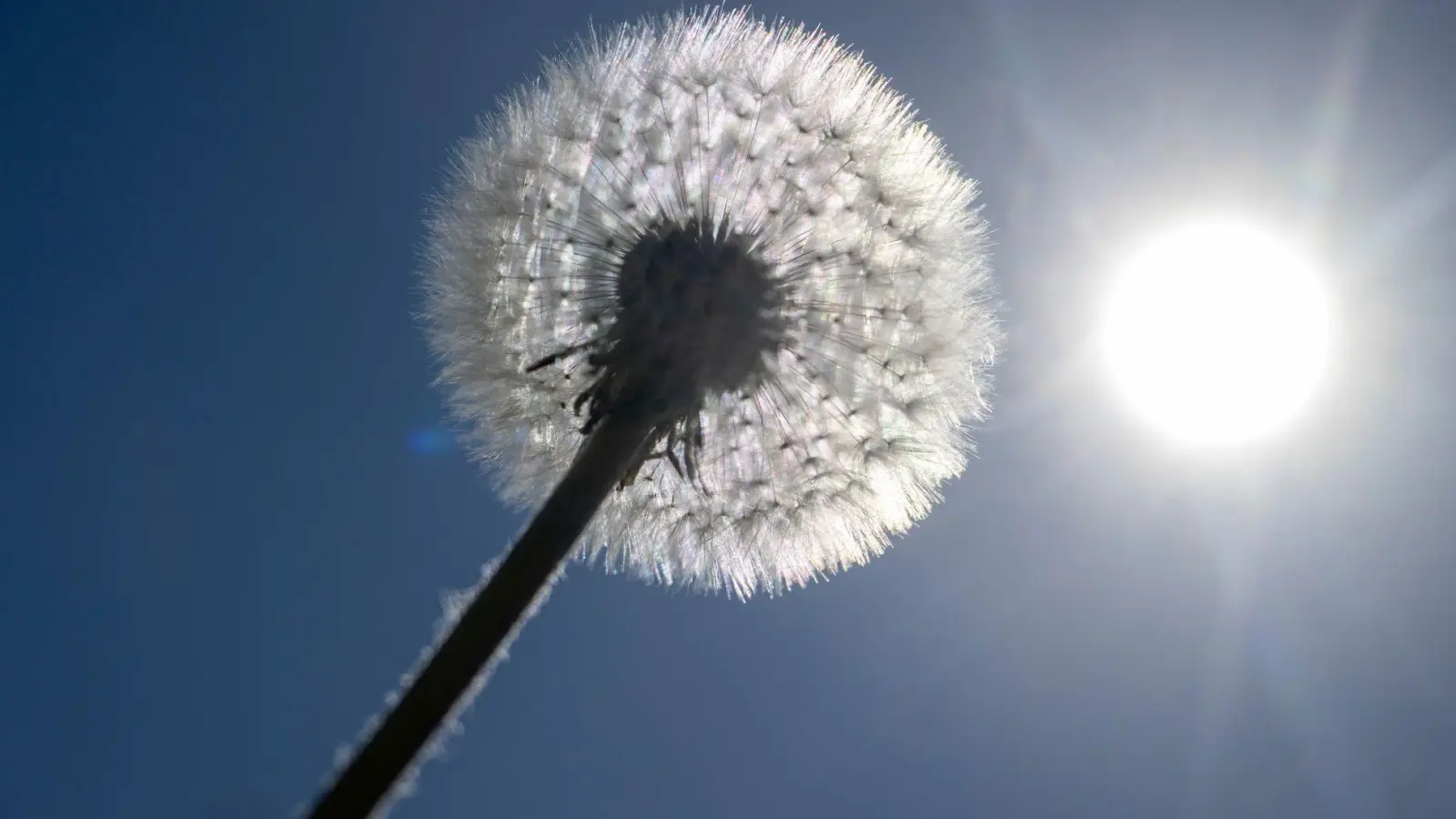 Sonne satt ist für die kommenden Tage in Bayern angekündigt. (Archivbild) (Foto: Stefan Puchner/dpa)