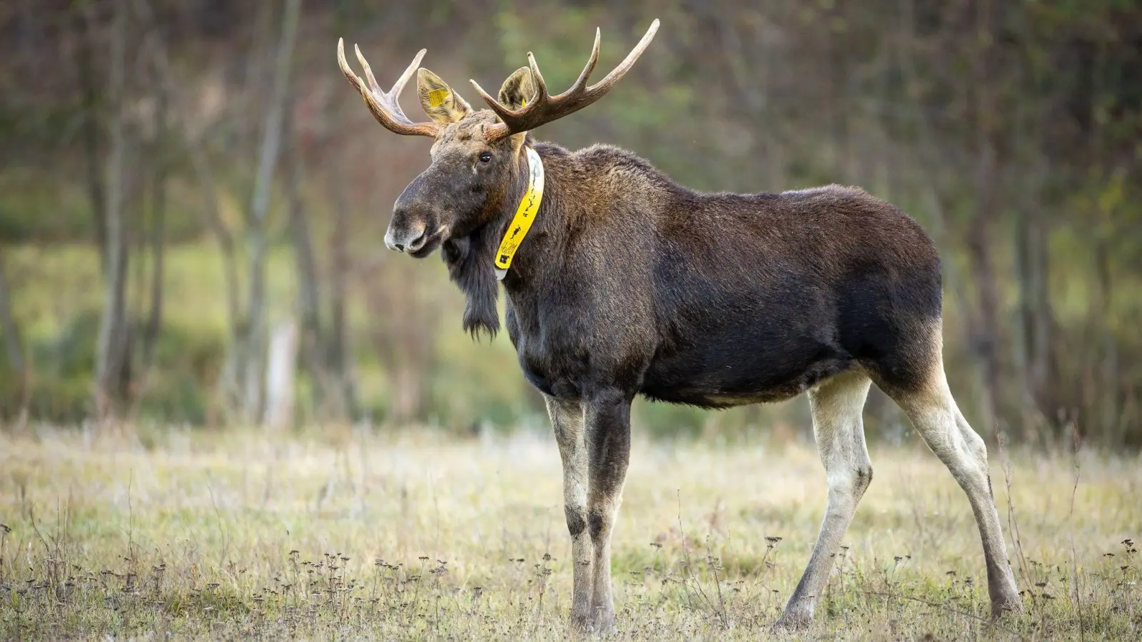Ein aus Polen stammender Elch wurde wiederholt auch in Brandenburg gesehen. 2018 wurde dem Elch ein gelbes Sendehalsband angelegt, um seine Routen zu dokumentieren. (Archivbild/Illustration) (Foto: Ingolf König-Jablonski/dpa-Zentralbild/ZB)