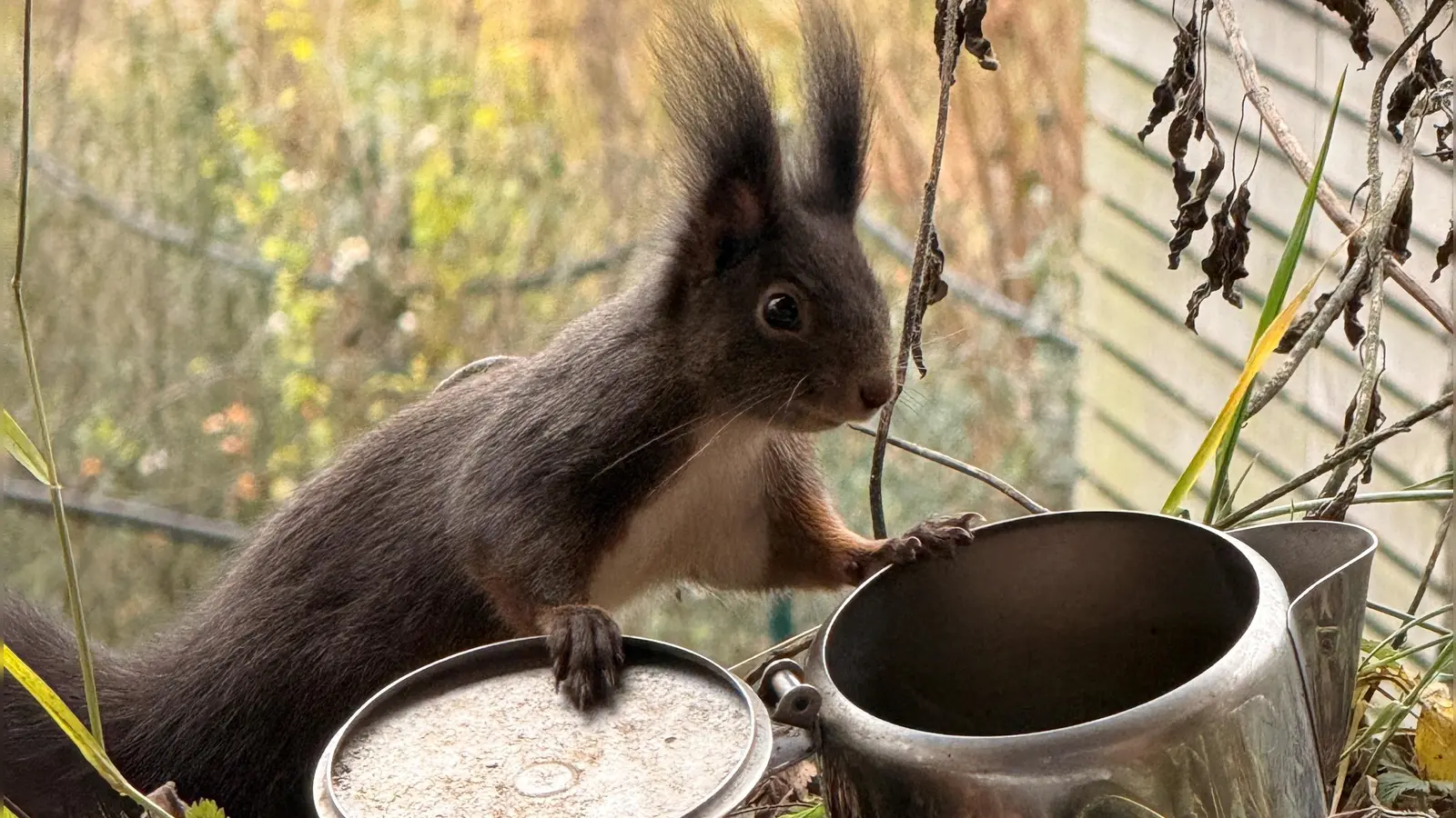 Der Bund Naturschutz sammelt seit 2020 Daten zu Eichhörnchen. Auch in Stadt und Landkreis Ansbach wurden wieder viele Tiere gezählt. (Foto: Brigitte Lutzner)