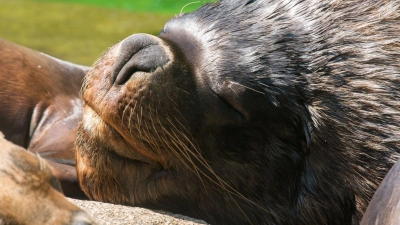 Zuletzt lebten bei den Mähnenrobben nur noch ein Männchen und ein Weibchen im Münchner Tierpark. (Archivbild) (Foto: Peter Kneffel/dpa)