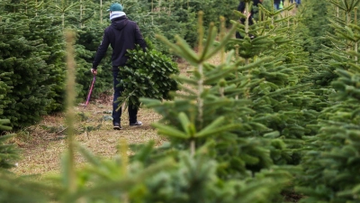 Weg mit den Zecken: Bevor man den Weihnachtsbaum rein holt, sollte man ihn noch einmal ordentlich durchschütteln. (Foto: Ulrich Perrey/dpa-tmn)