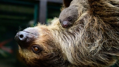 Die Faultiermama hatte schon im vergangenen Jahr ein Junges zur Welt gebracht. (Foto: Philipp Schulze/dpa)