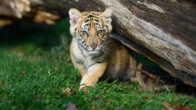 Ein 14 Wochen altes Tigerbaby spielt in einem Gehege. (Archivbild) (Foto: Thomas Frey/dpa)