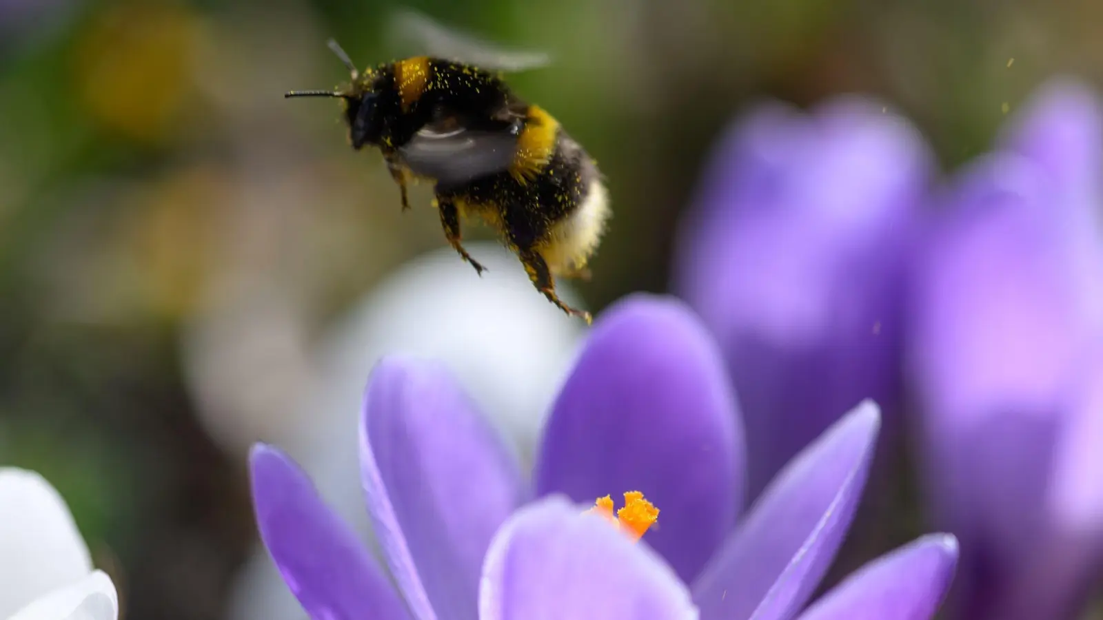 Bei der Hummel-Challenge kann jeder mitmachen (Foto Archiv). (Foto: Hendrik Schmidt/dpa)