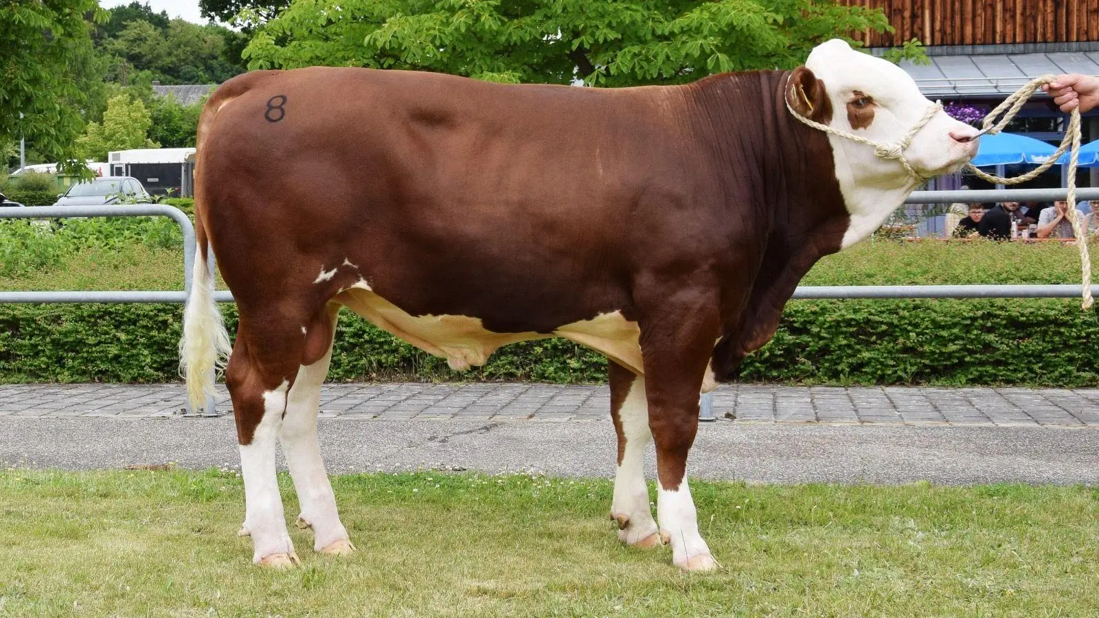 Der Rekordbulle Melodie zieht nun in die Besamungsstation in Hasenlohe bei Neustadt ein. (Foto: Rinderzuchtverband Oberpfalz/Julia Steiner)