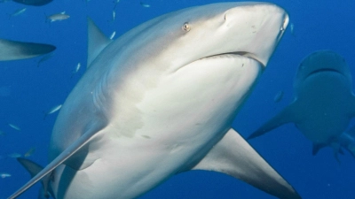 In Brasilien beginnt am Montag eine UN-Konferenz zum Schutz wandernder Tierarten. (Archivbild) (Foto: Duncan Heuer/Aussie Bubbles/dpa)