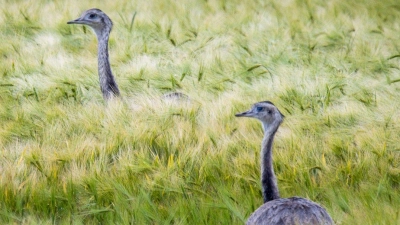 Wild lebende Nandus laufen bei der Futtersuche durch ein Roggenfeld in Mecklenburg-Vorpommern. (Foto: Jens Büttner/dpa)