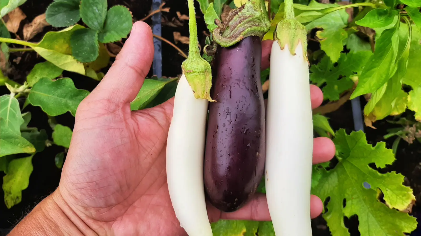 In den nächsten Wochen kann man wieder sehr gut die Basis für eine reichhaltige Ernte legen. (Foto: Christian Treffer)