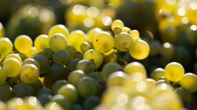 In den deutschen Anbaugebieten kam 2024 die drittniedrigste Weinmost-Menge der vergangenen 15 Jahre zusammen (Archivbild).  (Foto: Sebastian Kahnert/dpa)