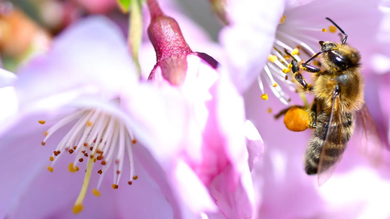 In Bayern ist der Frühling zurückgekehrt. (Archivbild) (Foto: Sven Hoppe/dpa)