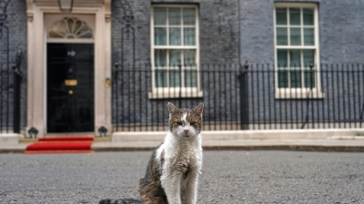 Kater Larry stiehlt Staatsgästen gerne mal die Schau. (Archivbild) (Foto: Alberto Pezzali/AP/dpa)