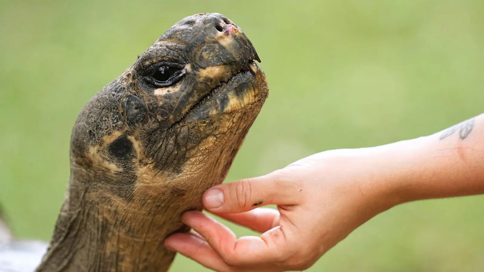 Galapagos-Schildkröte Mommy wurde mit fast 100 Jahren noch Mama. (Foto: Matt Rourke/AP/dpa)