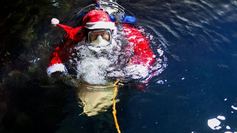 Ein Meeresbiologe im Nikolauskostüm taucht in das 250.000 Liter fassende Becken im Multimar-Wattforum in Tönning, um die Fische zu füttern. (Foto: Christian Charisius/dpa)