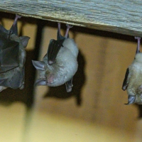 Fledermaus-Quartiere in Gebäuden können sich schnell aufheizen. (Archivbild) (Foto: Armin Weigel/dpa)