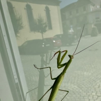 Auf einer Fensterscheibe in Uffenheim entdeckte Sebastian Quinque diese Gottesanbeterin. In der Scheibe spiegelt sich die Spitalkirche. (Foto: Julia Quinque)