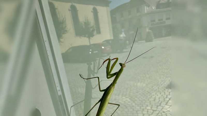 Auf einer Fensterscheibe in Uffenheim entdeckte Sebastian Quinque diese Gottesanbeterin. In der Scheibe spiegelt sich die Spitalkirche. (Foto: Julia Quinque)